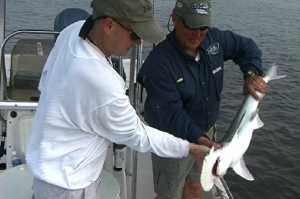 Bob with shark