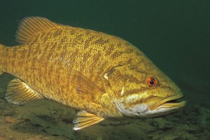 Smallmouth Bass Underwater