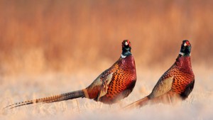 Pheasant hunting